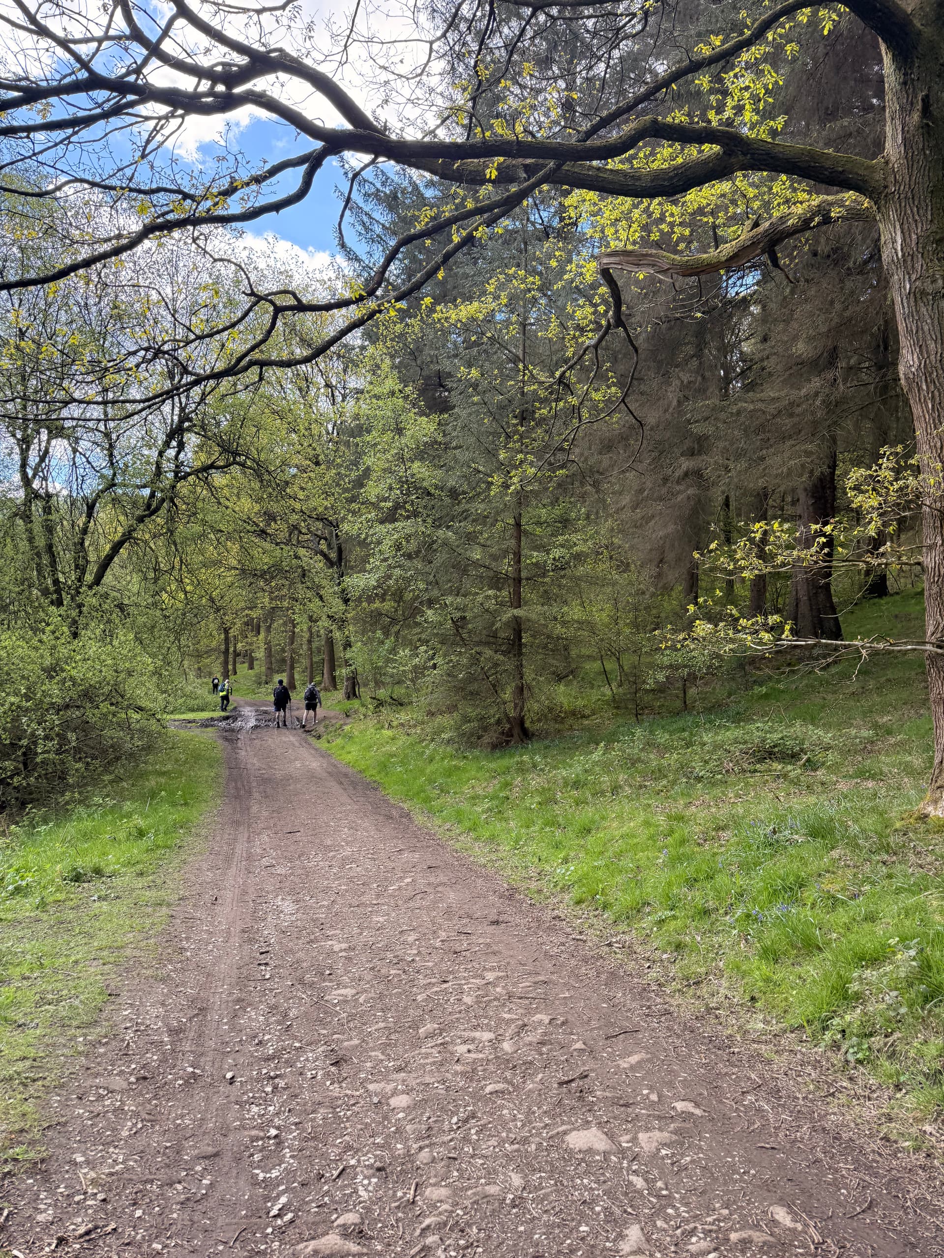 Walkers on a woodland trail at Heatherdene