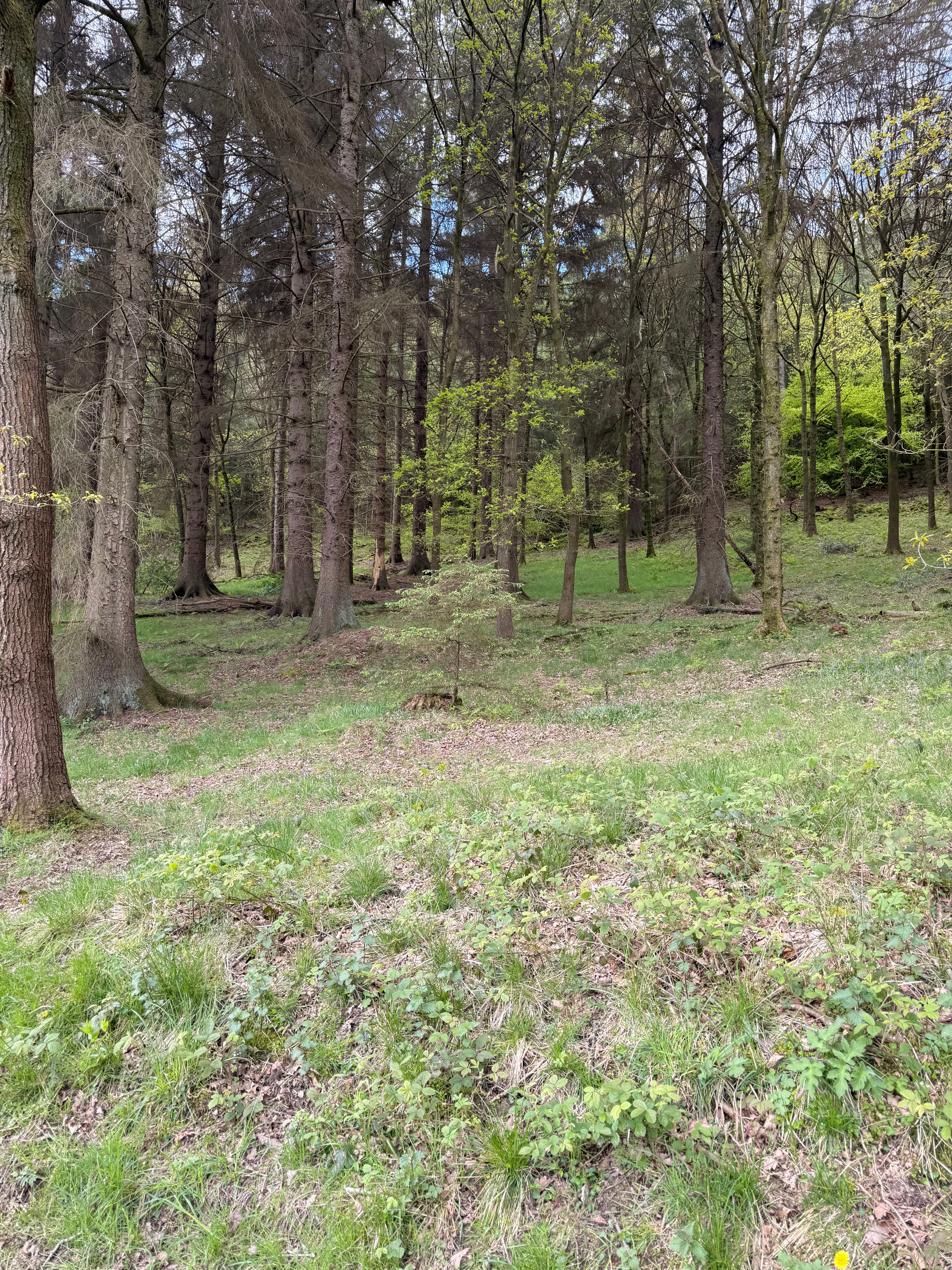 A quiet trail through Heatherdene woods